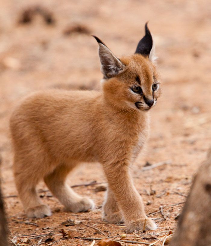 The caracalthemostcutespeciesofcatbebekitten13 The caracal